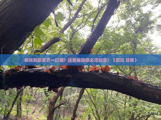 榆林到张家界一日