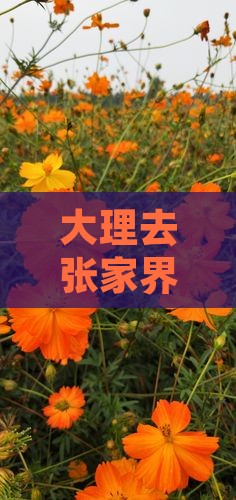大理去张家界森林公园四日游
