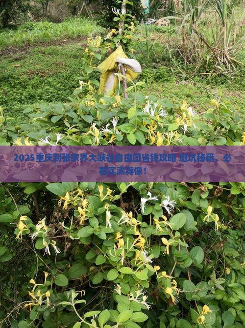 重庆到张家界大峡谷自由团