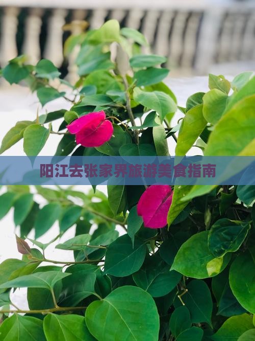 阳江去张家界旅游小吃