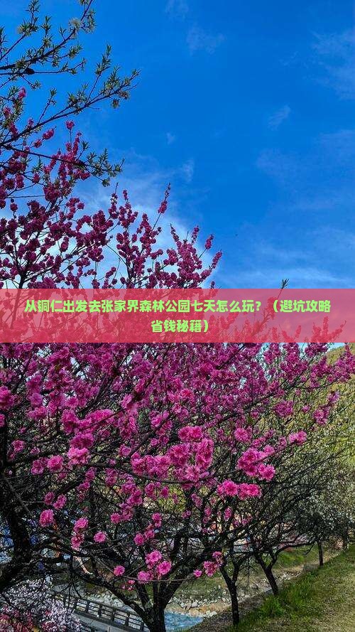 铜仁去张家界森林公园七日游