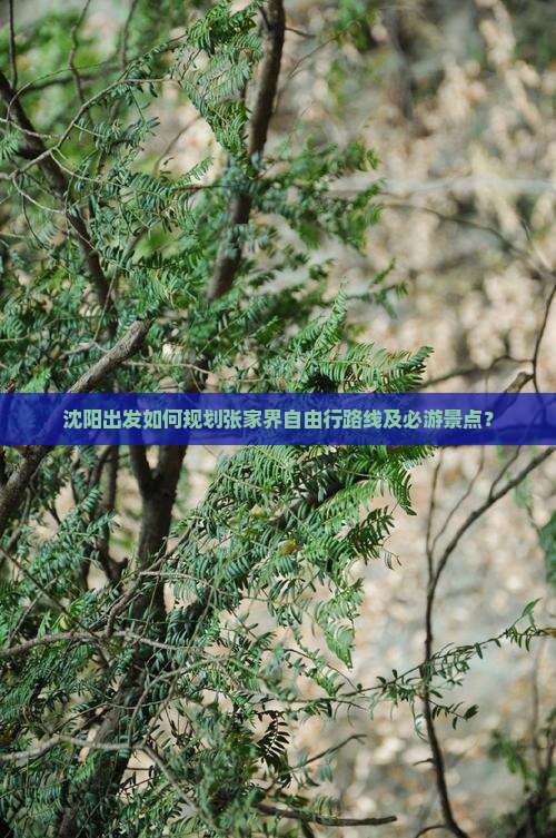 沈阳出发如何规划张家界自由行路线及必游景点？