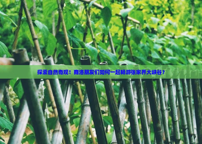 探索自然奇观！商洛朋友们如何一起畅游张家界大峡谷？
