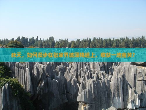 秋天，如何漫步在张家界玻璃栈道上，收获一地金黄？