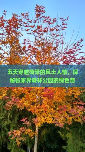 五天穿越菏泽的风土人情，探秘张家界森林公园的绿色奇迹！