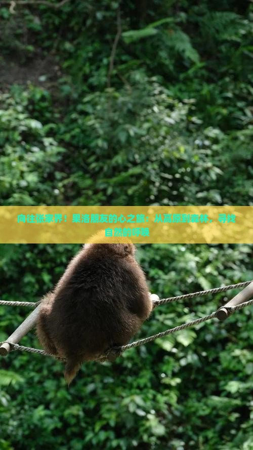 向往张家界!果洛朋友的心之旅:从高原到森林,寻找自然的呼唤 向往张家界!果洛朋友的心之旅:从高原到森林,寻找自然的呼唤