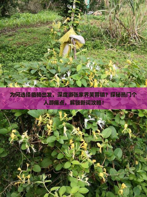为何选择临猗出发，深度游张家界芙蓉镇？探秘热门个人游痛点，解锁新词攻略！