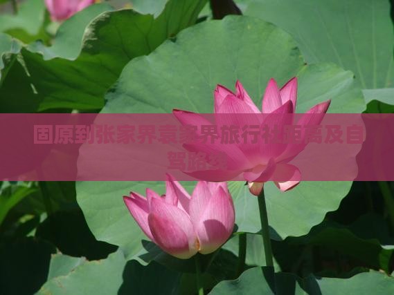 固原到张家界袁家界旅行社距离及自驾路线