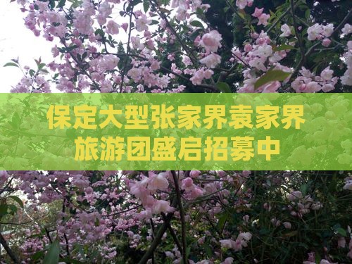 保定大型张家界袁家界旅游团盛启招募中