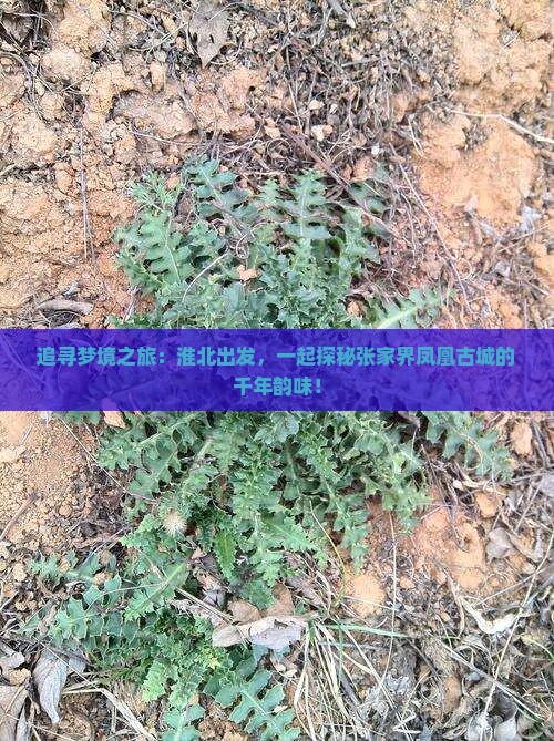 追寻梦境之旅：淮北出发，一起探秘张家界凤凰古城的千年韵味！