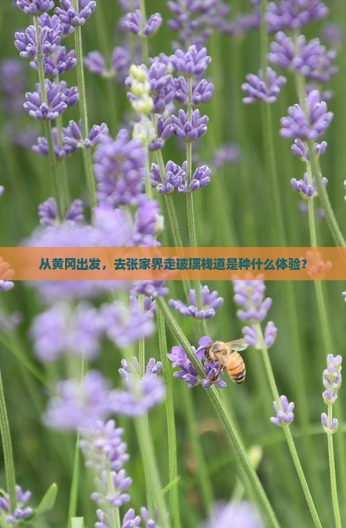 从黄冈出发，去张家界走玻璃栈道是种什么体验？
