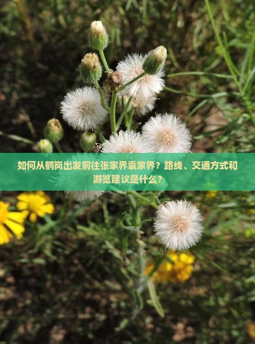 如何从鹤岗出发前往张家界袁家界？路线、交通方式和游览建议是什么？