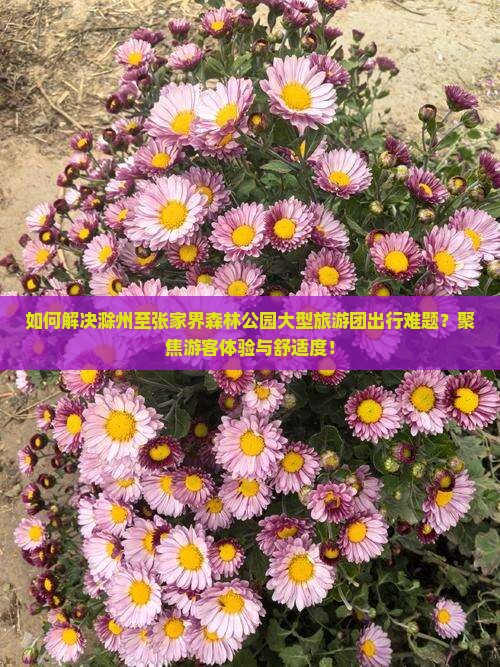 如何解决滁州至张家界森林公园大型旅游团出行难题？聚焦游客体验与舒适度！