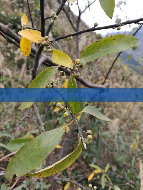 乌海到张家界芙蓉镇三日游费用攻略及自驾路线推荐