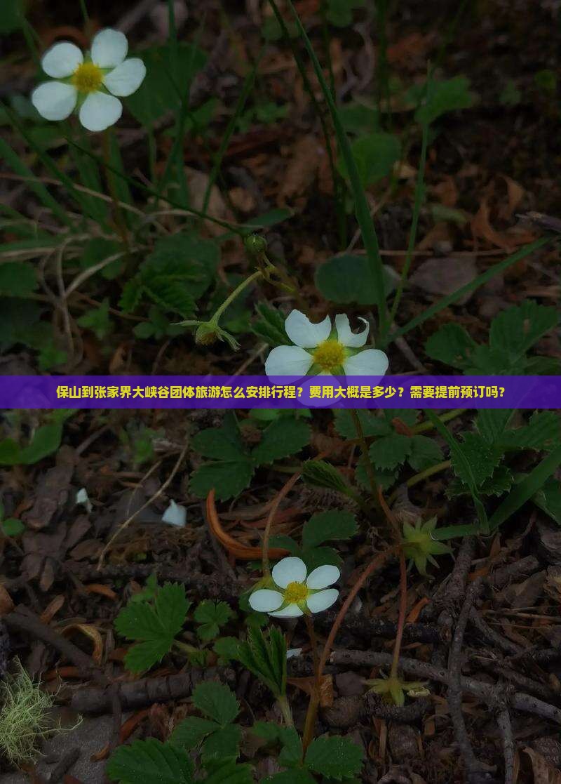 保山到张家界大峡谷团体旅游怎么安排行程？费用大概是多少？需要提前预订吗？
