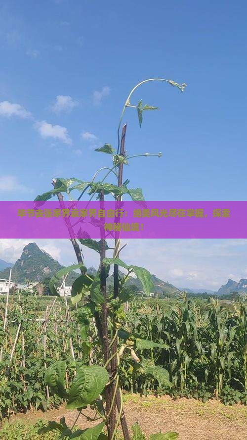 毕节去张家界袁家界自由行