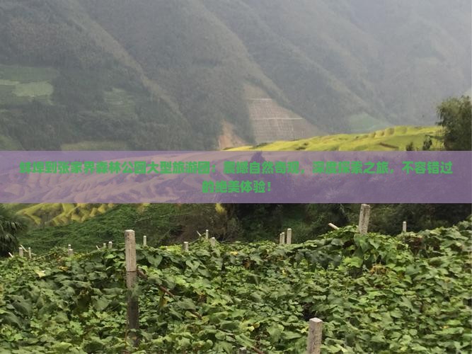 蚌埠到张家界森林公园大型旅游团