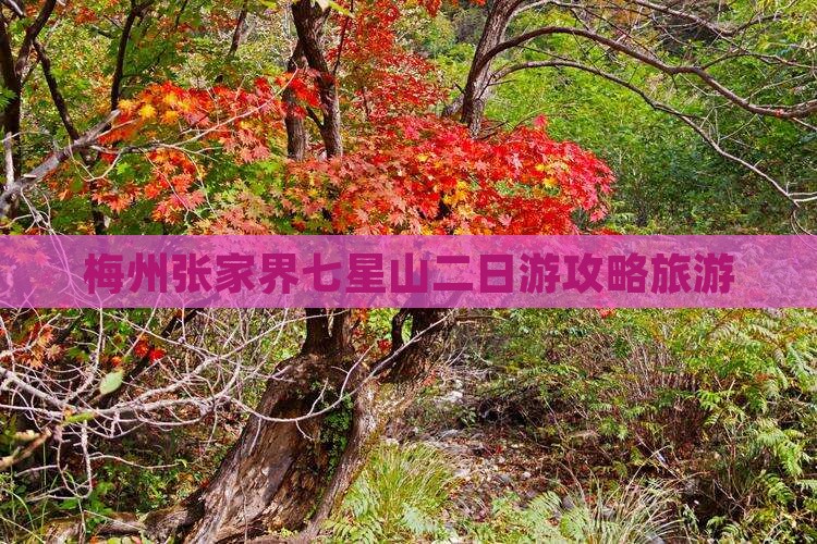 梅州到张家界七星山二日游