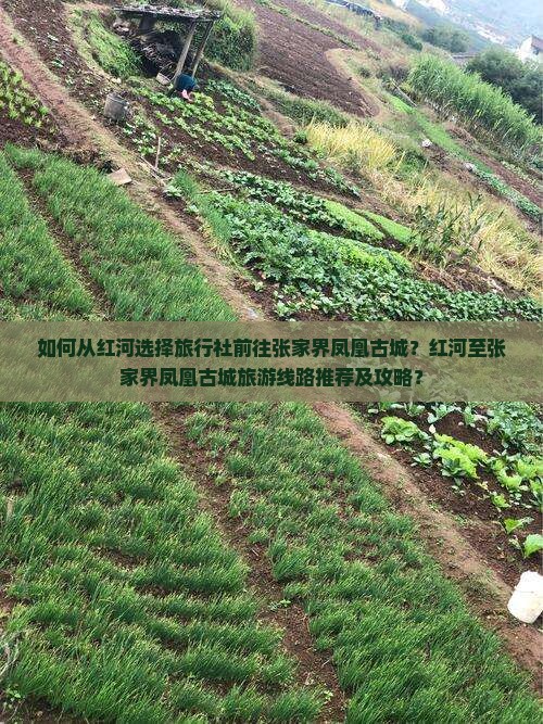 红河到张家界凤凰古城旅行社