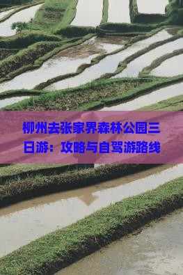 柳州去张家界森林公园三日游