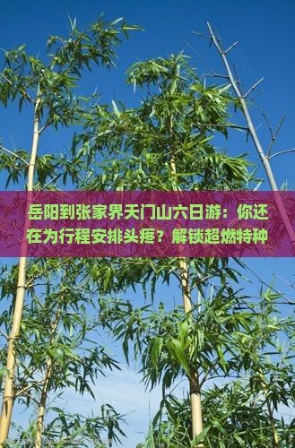 岳阳到张家界天门山六日游