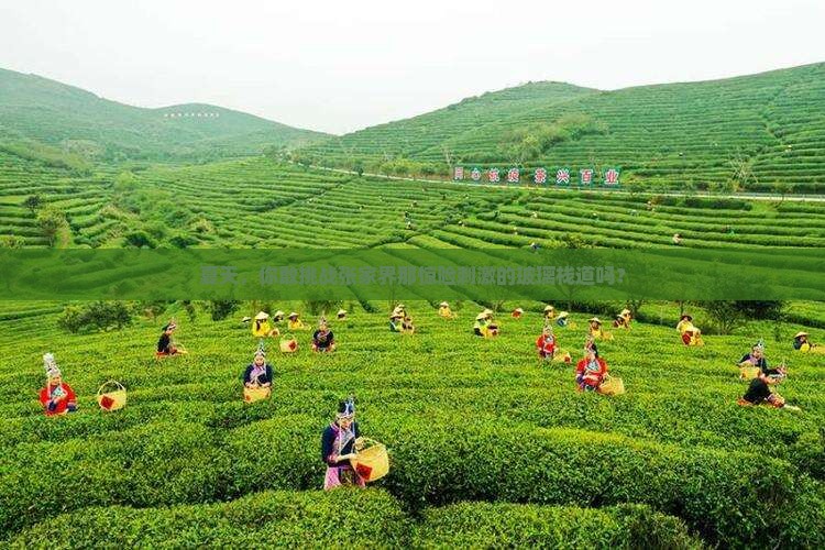 夏天到张家界玻璃栈道景点