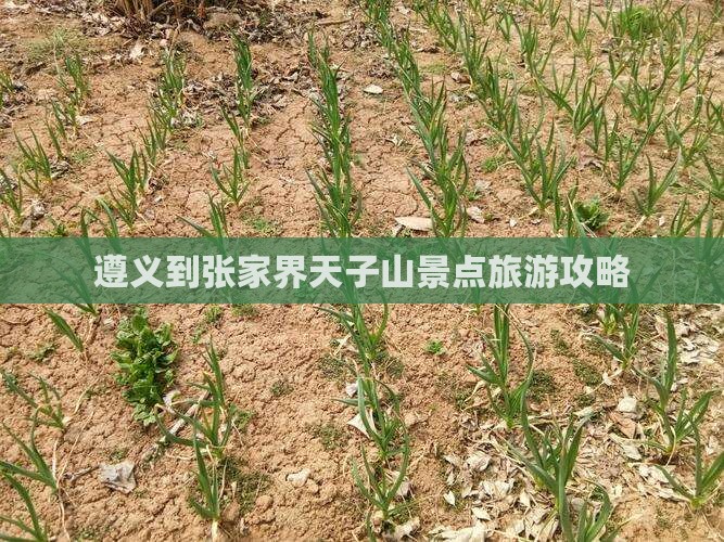 遵义到张家界天子山景点
