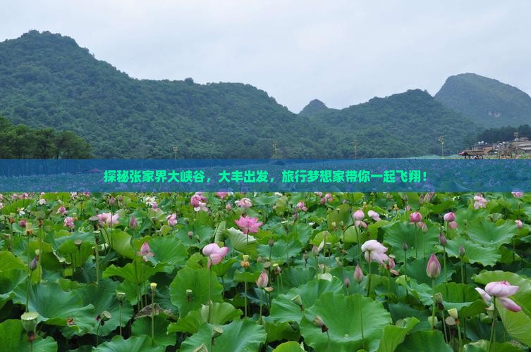 大丰到张家界大峡谷旅行社