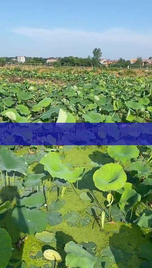 延安到张家界芙蓉镇自由团