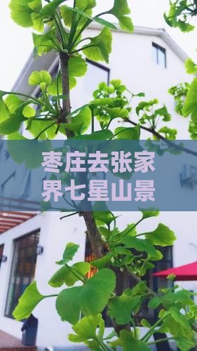 枣庄去张家界七星山景点