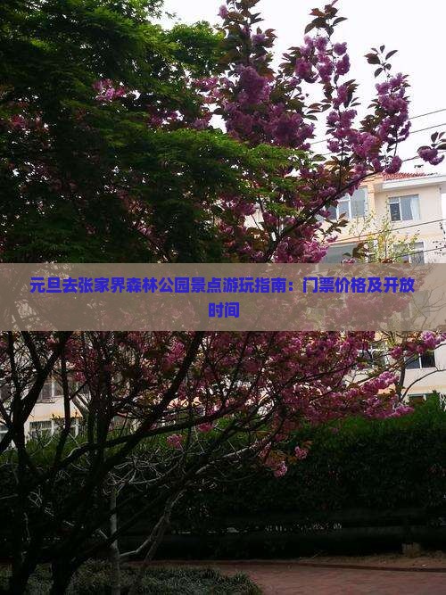 元旦去张家界森林公园景点