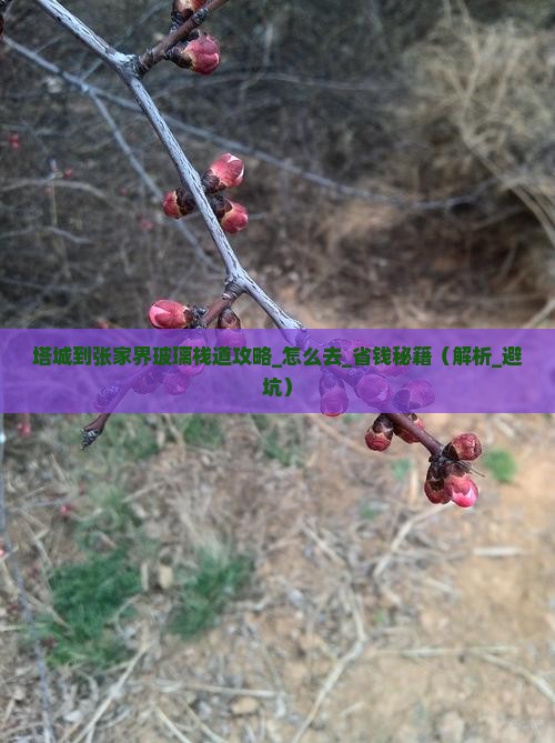 塔城到张家界玻璃栈道攻略