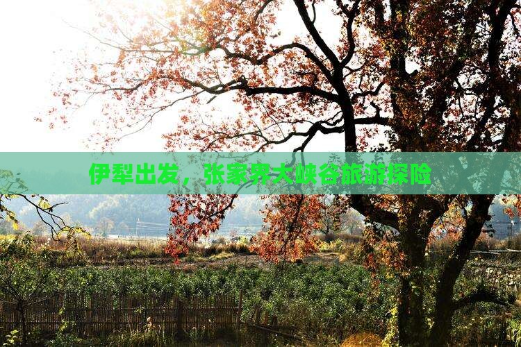 伊犁到张家界大峡谷旅游