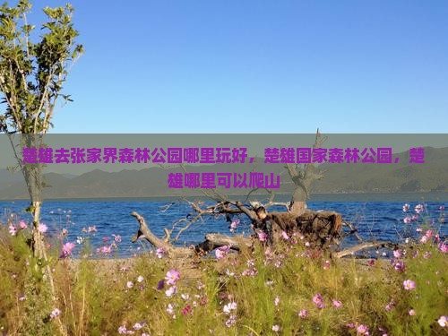 楚雄去张家界森林公园哪里玩