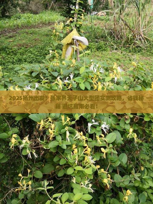 扬州去张家界天子山大型旅游团