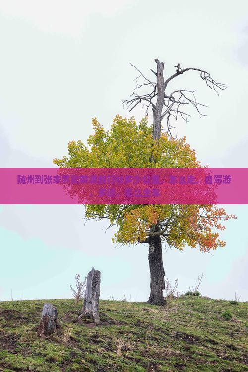随州到张家界武陵源旅行社