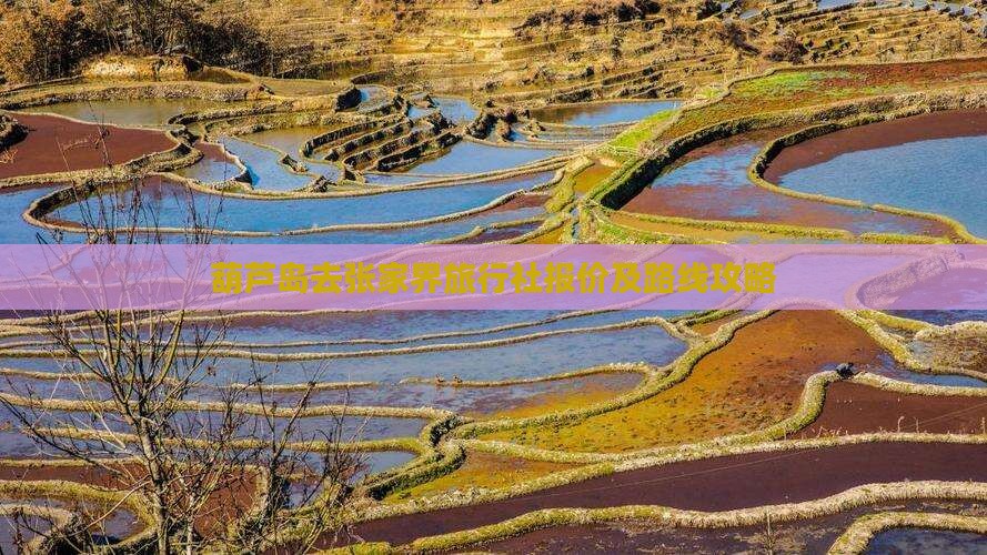葫芦岛去张家界旅行社