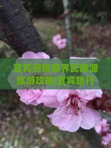 宜宾去张家界武陵源旅行社