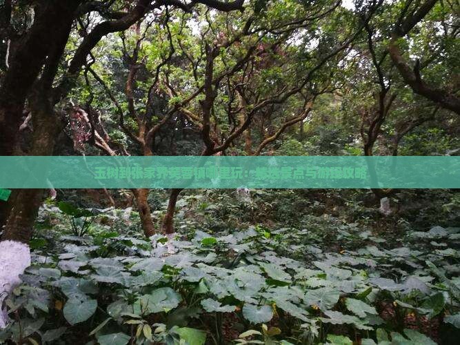 玉树到张家界芙蓉镇哪里玩