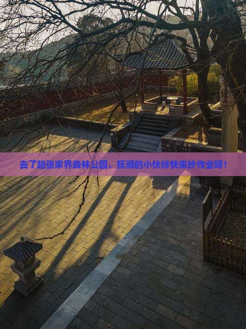 抚顺去张家界森林公园攻略