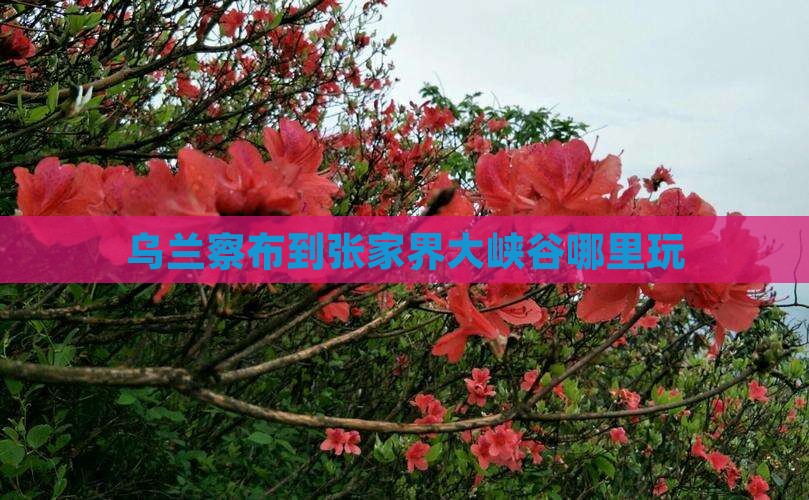 乌兰察布到张家界大峡谷哪里玩