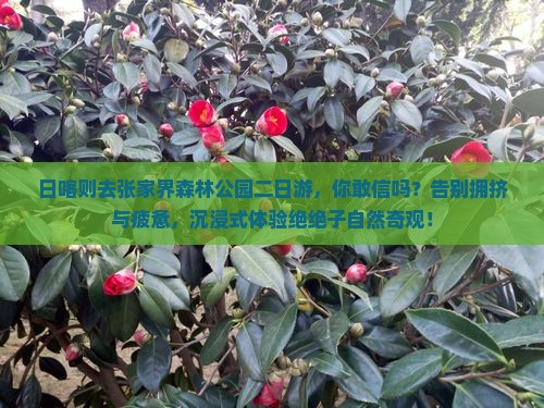 日喀则去张家界森林公园二日游