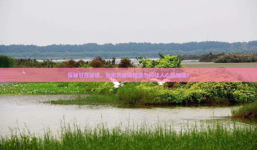 甘孜去张家界玻璃栈道必去地