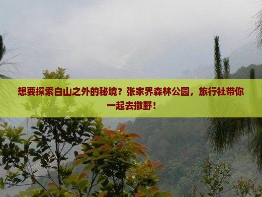 白山到张家界森林公园旅行社