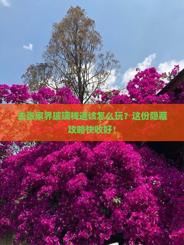 张家界去张家界玻璃栈道哪里玩