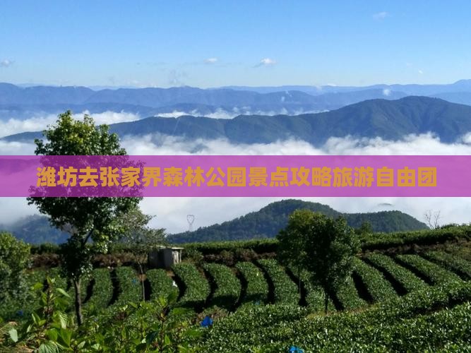 潍坊去张家界森林公园自由团