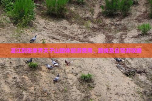 湛江到张家界天子山团体旅游 湛江到张家界天子山团体旅游