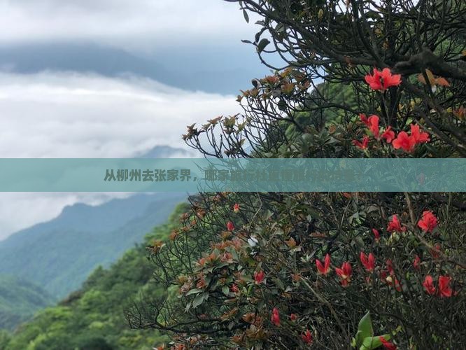 柳州到张家界旅行社