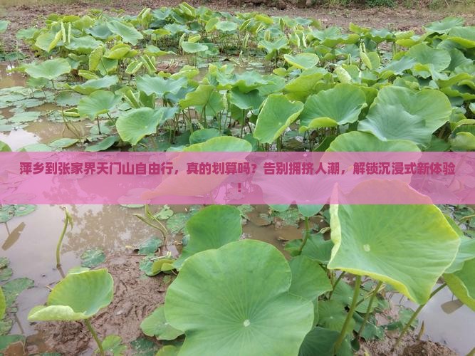 萍乡到张家界天门山自由行