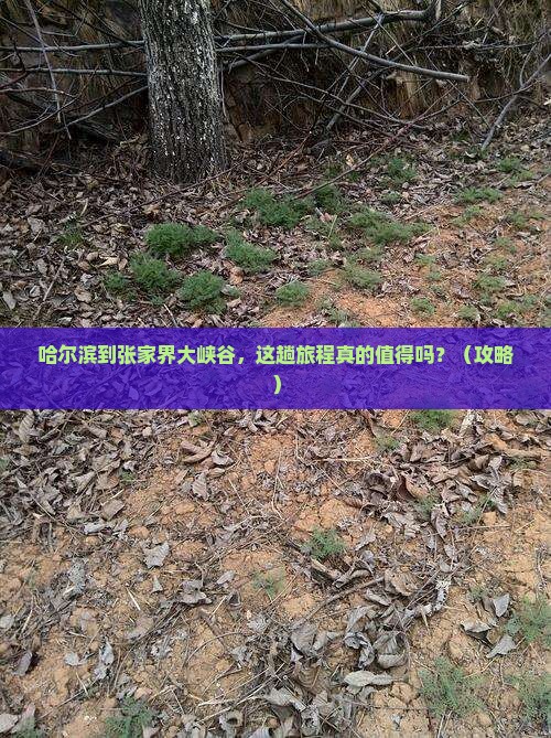 哈尔滨到张家界大峡谷旅游